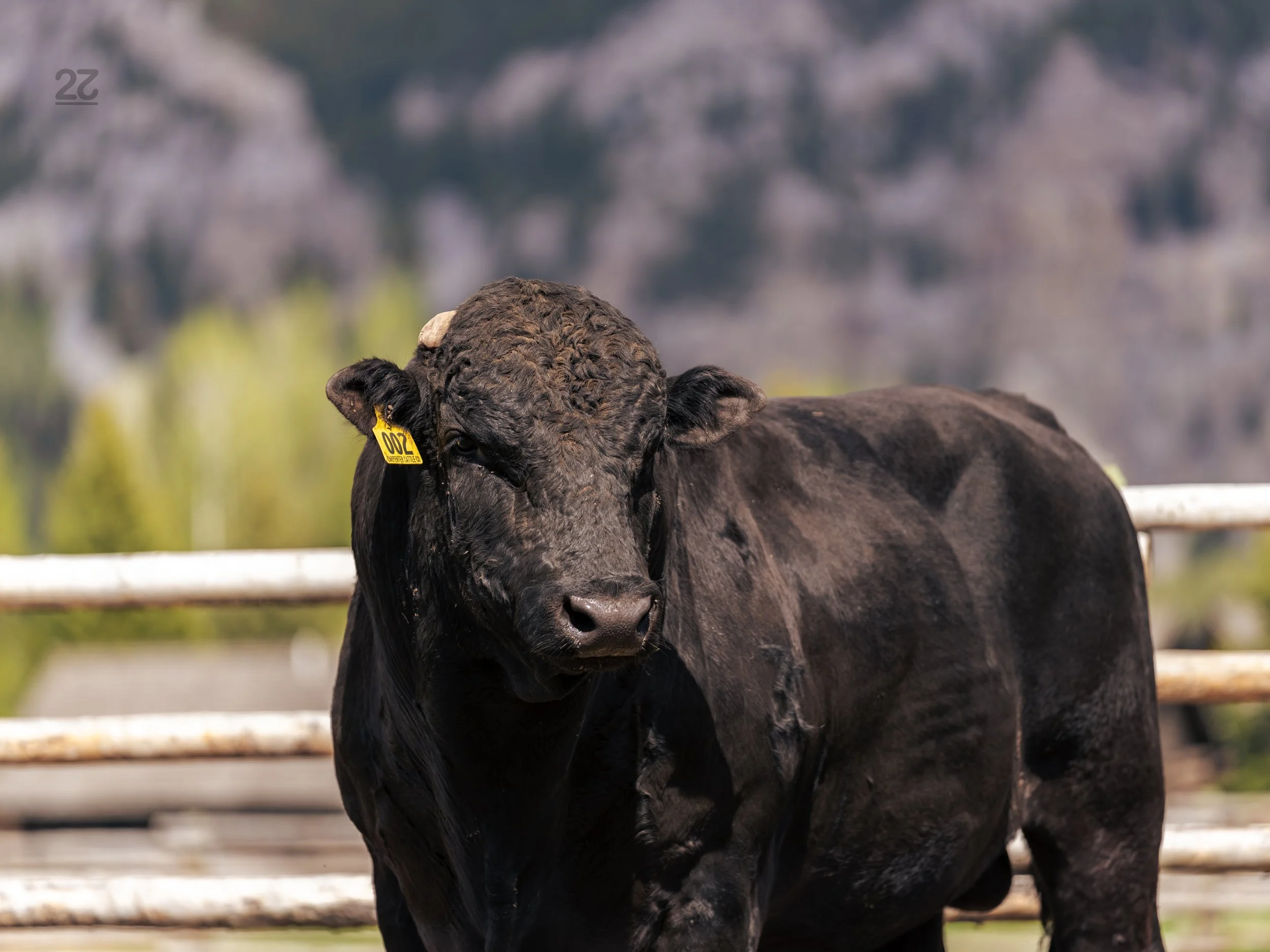 Herd Sires | Enhance Your Herd Today — 22 Wagyu